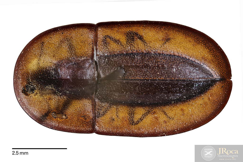 Cossyphus algiricus. UCME - 35681